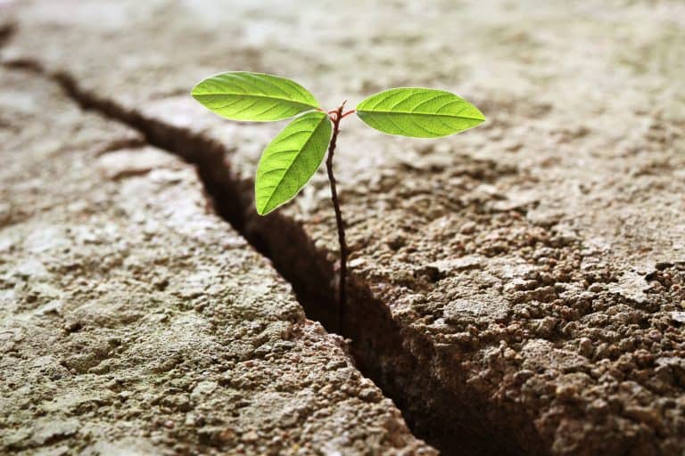 Young plant growing out of concrete.