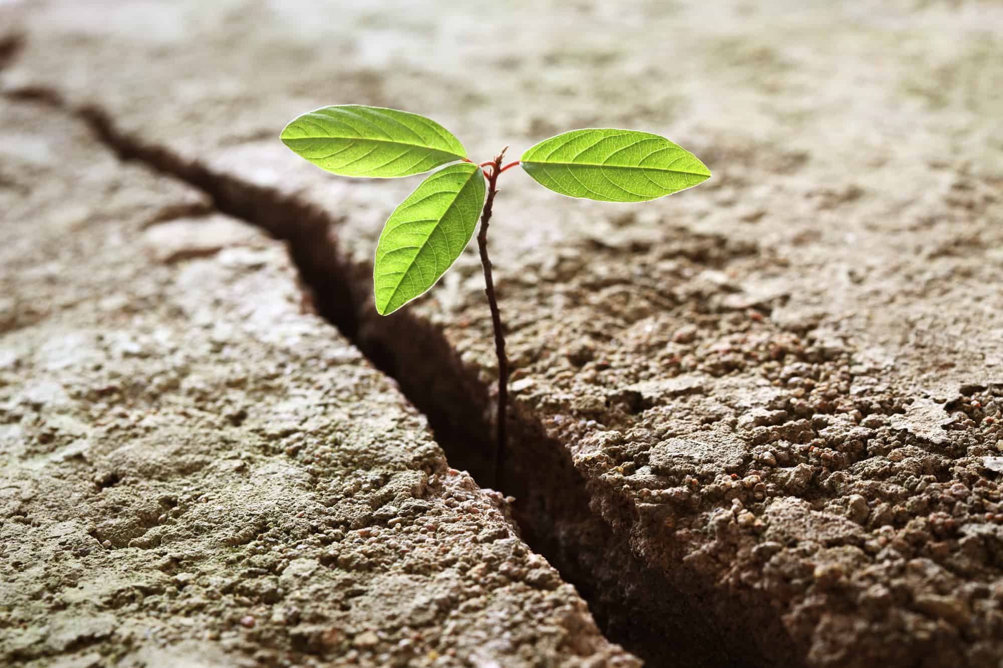 Young plant growing out of concrete.